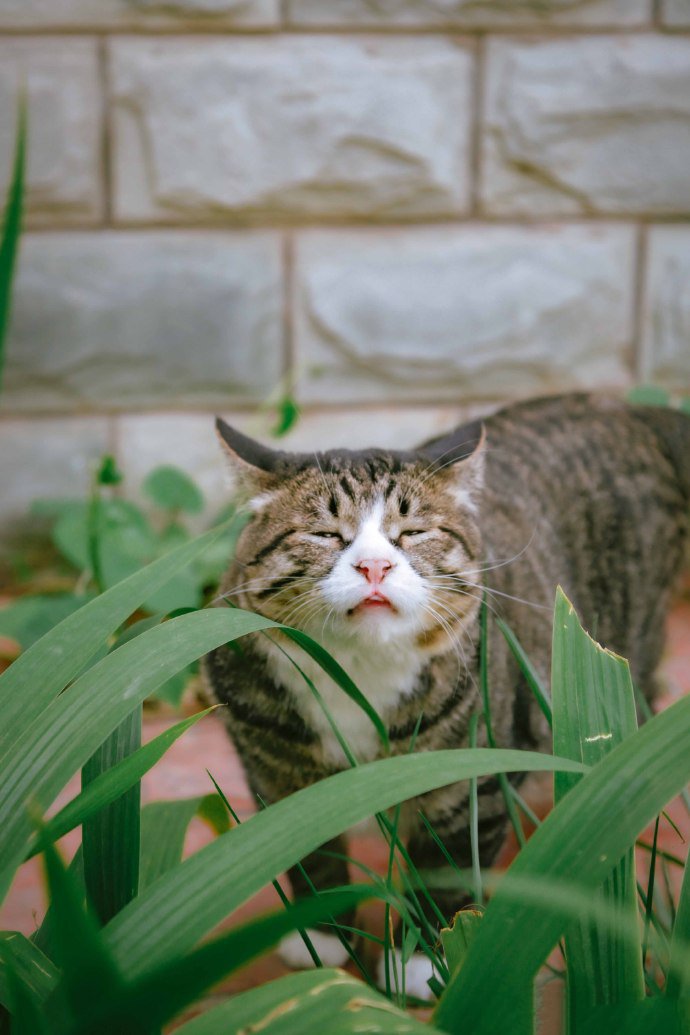 一群在花园里玩耍的猫咪图片