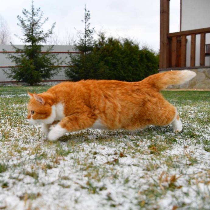 雪地里的神氣大橘