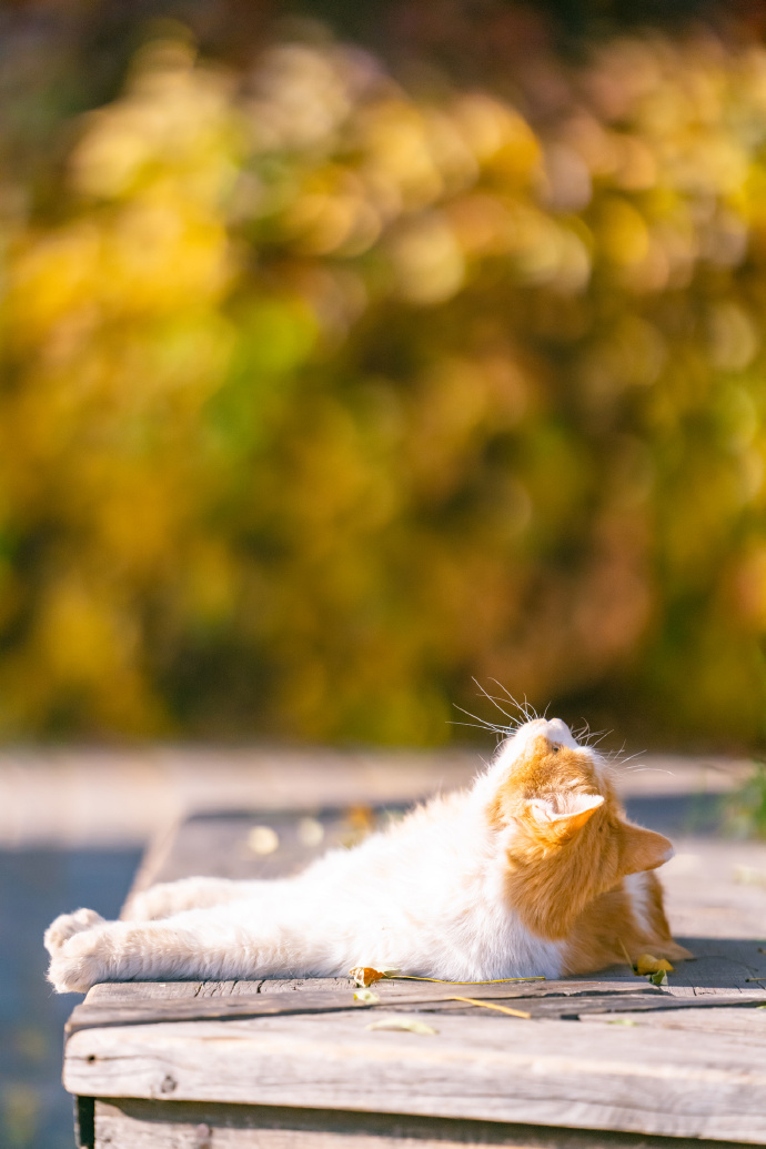 古北水镇深秋里，美猫胖猫皆带橘