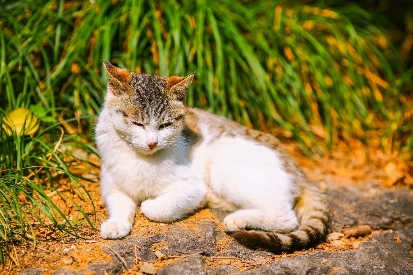 盛夏阳光下野外惬意云游的猫咪图片