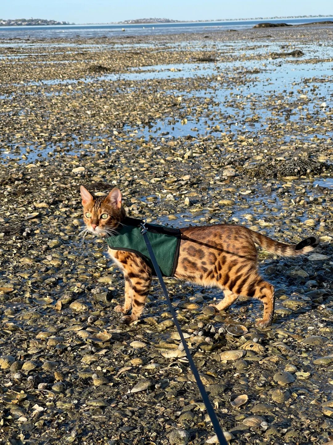 一组会赶海不怕水的活泼豹纹猫图片