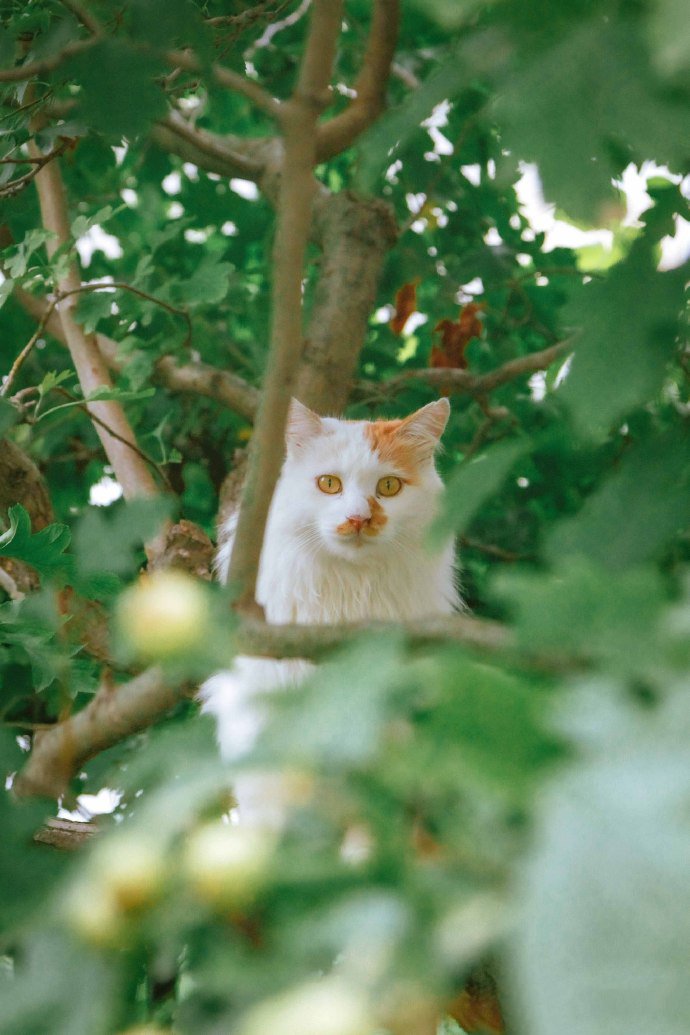 山楂树上玩耍的猫咪图片