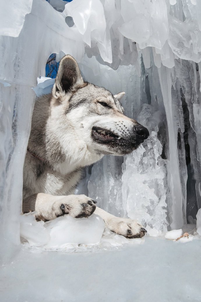 威风帅气的捷克狼犬图片