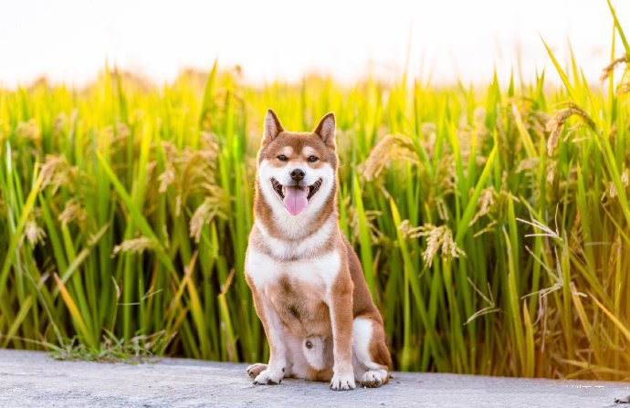 一组稻谷前拍摄的唯美狗狗