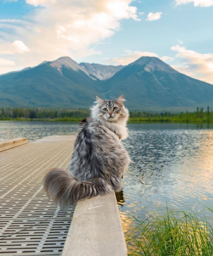 美好风景画面中的帅气长毛猫图片