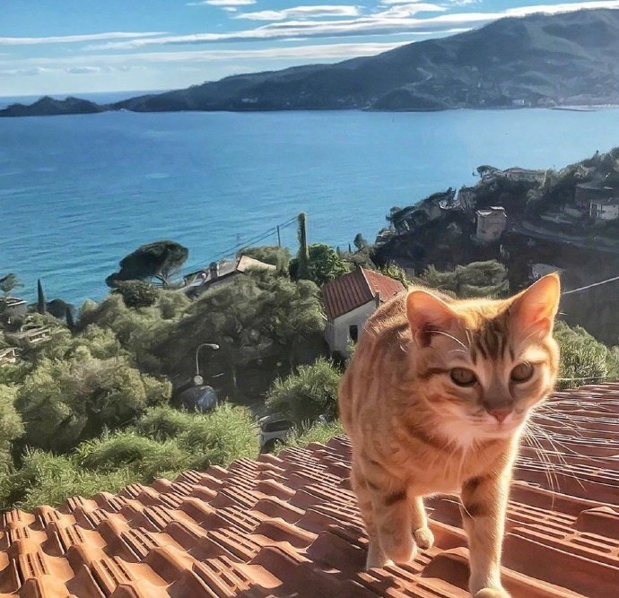 一组不想起床的橘猫图片