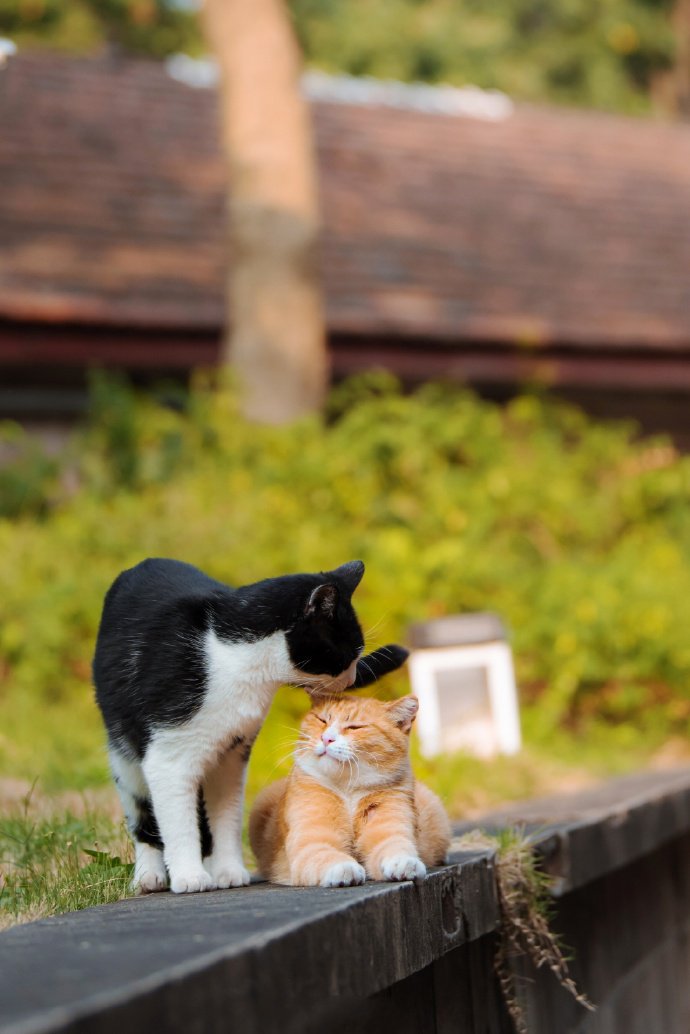 两只甜甜的猫咪图片