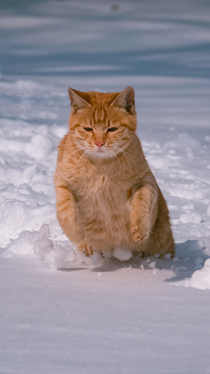 一组橘猫戏雪图片