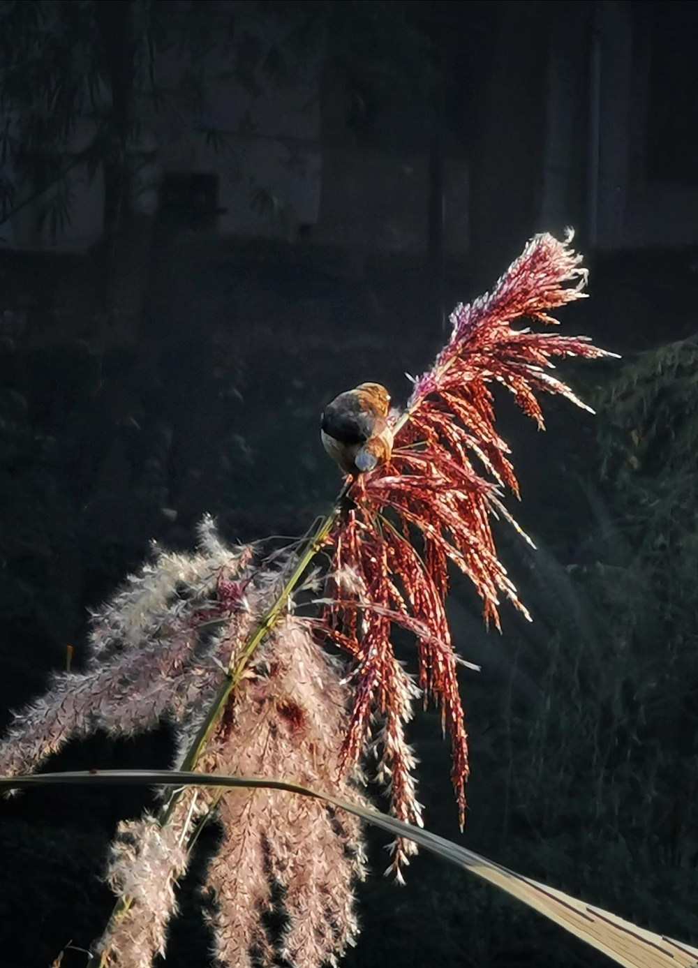 一组芦苇花上的小鸟图片