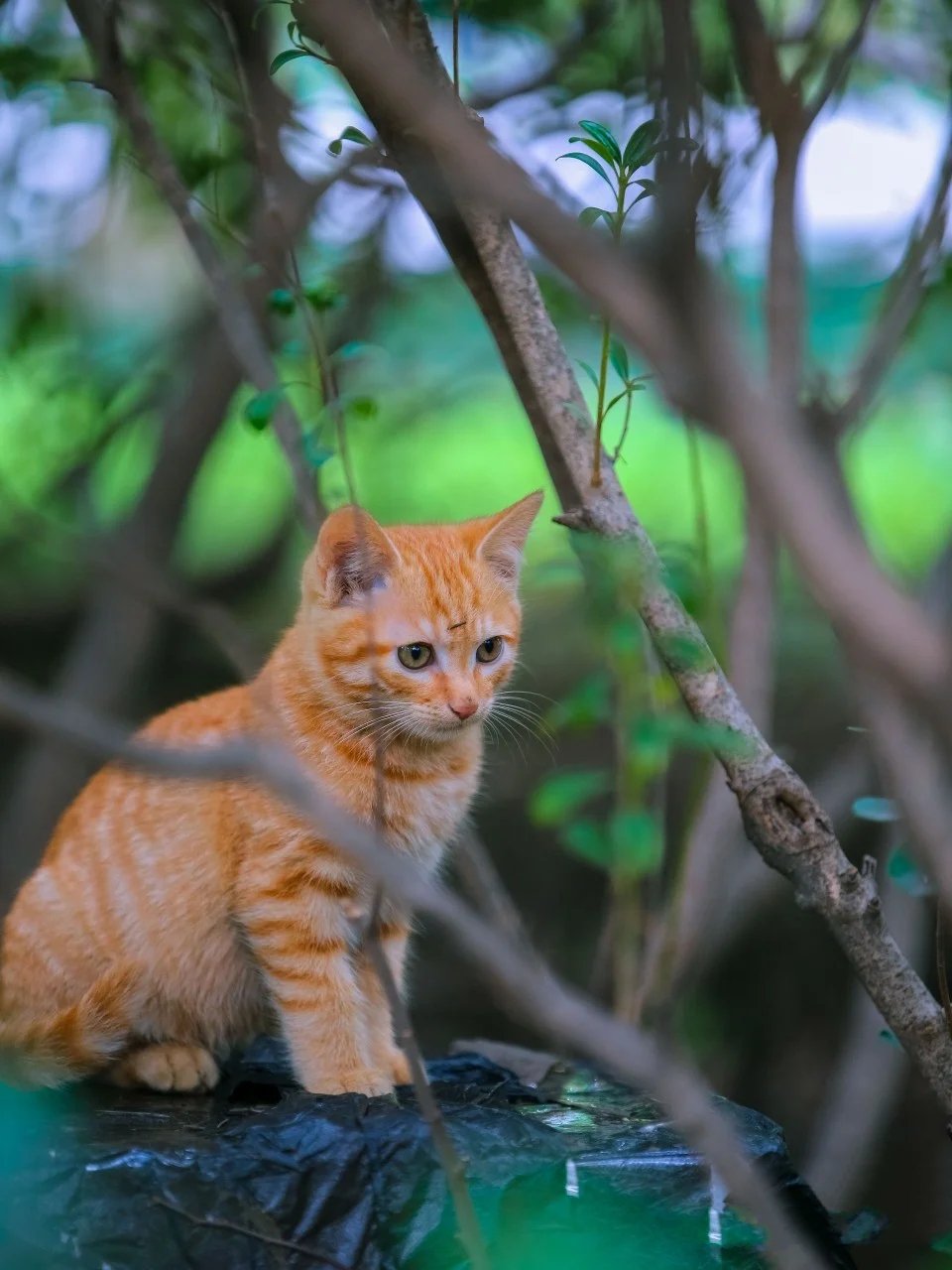 树林里机灵颜色纯正的小橘和大橘猫咪母子俩