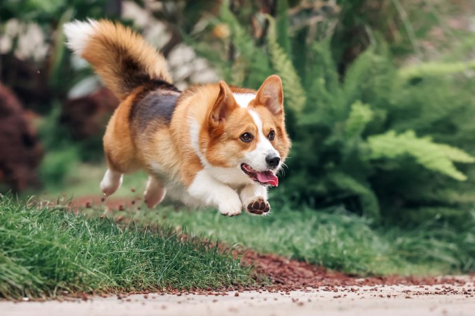 一组超会摆pose的柯基犬图片