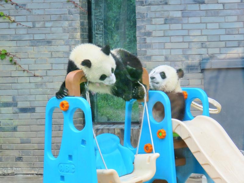 都江堰熊猫乐园里熊猫宝宝的快乐童年