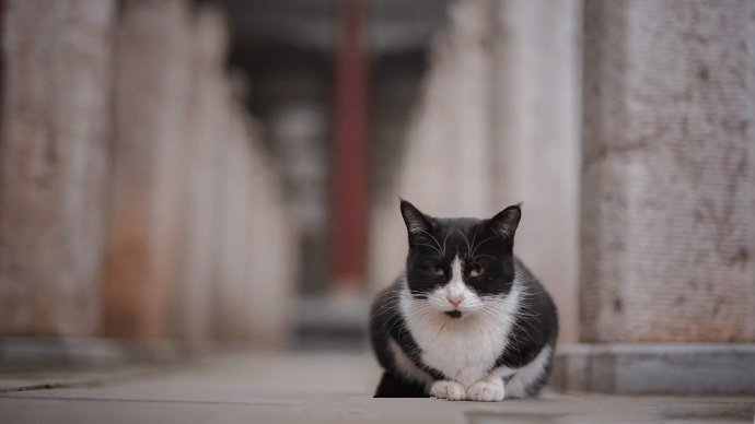 一只风华正茂的可爱猫