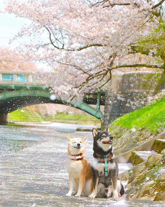 春日里的柴犬組合，太治愈了