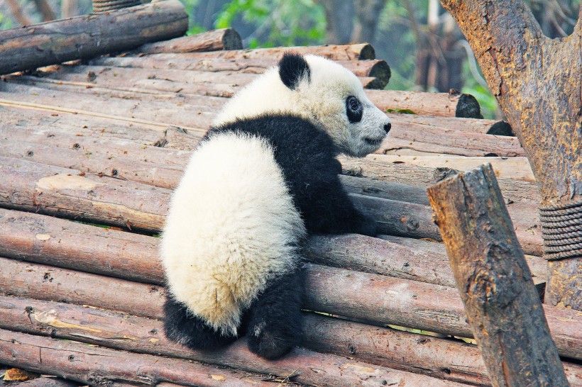 一组珍稀的大熊猫图片