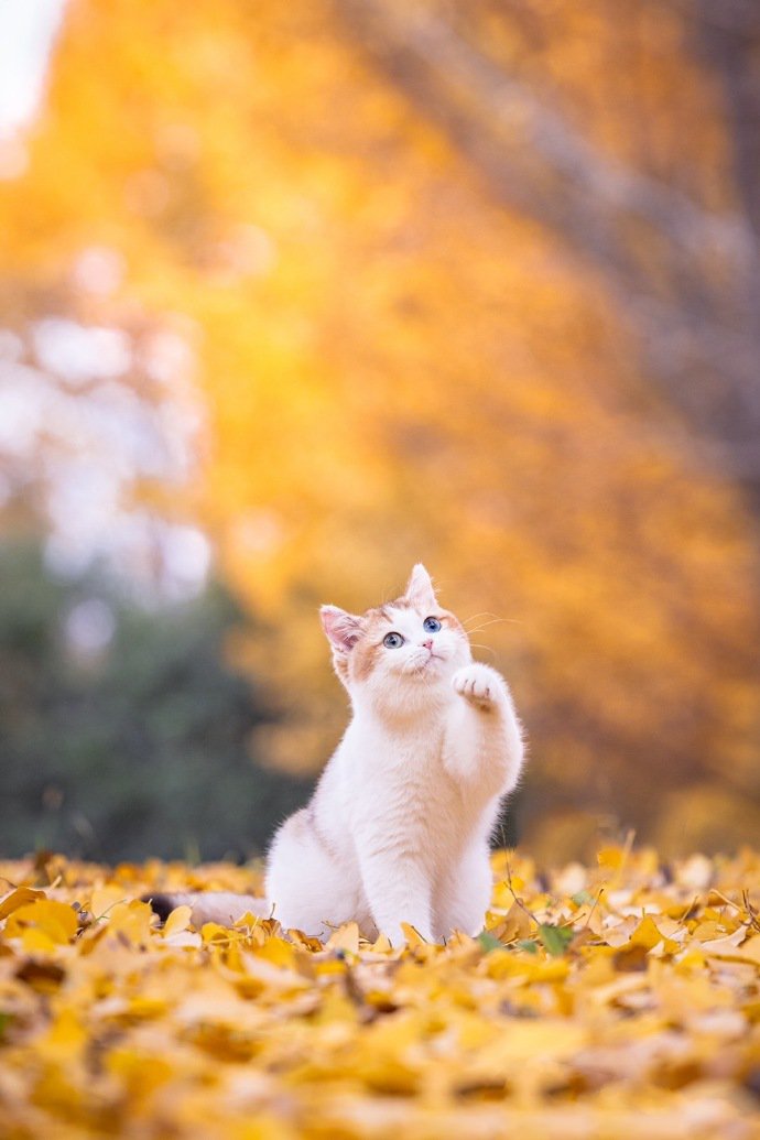 举手投足都萌萌哒的小猫咪图片