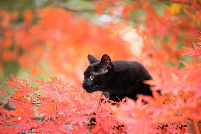 一组威武霸气的黑猫图片