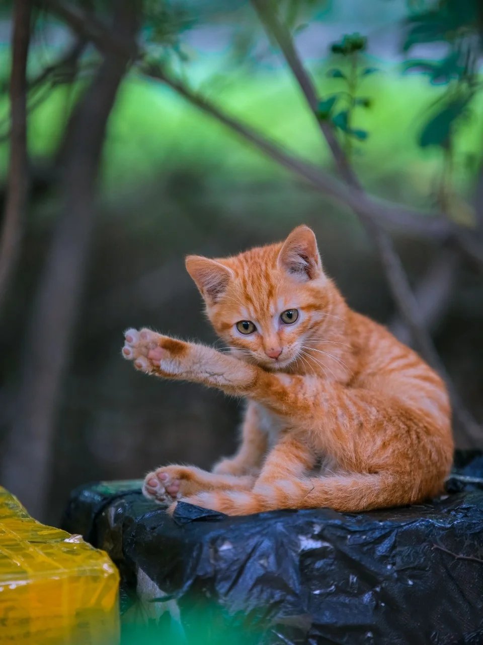 树林里机灵颜色纯正的小橘和大橘猫咪母子俩