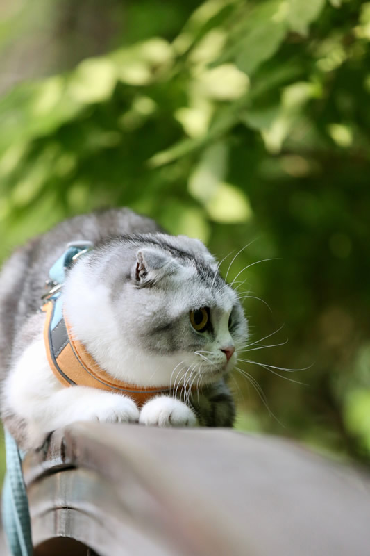 一只外出胆小不敢动的英国折耳猫图片