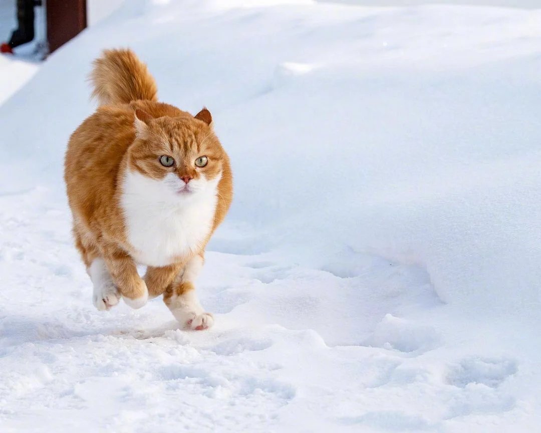 一组威武霸气在雪地疯狂奔跑的橘猫图片