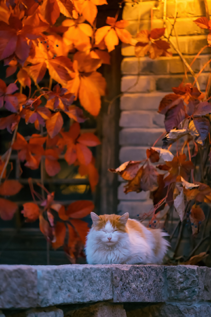 古北水镇深秋里，美猫胖猫皆带橘