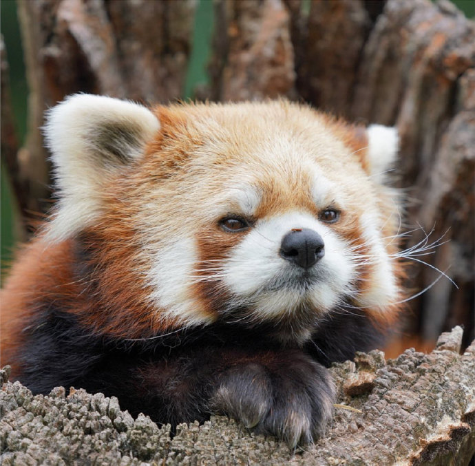 一组眼神超可爱超萌的小熊猫图片