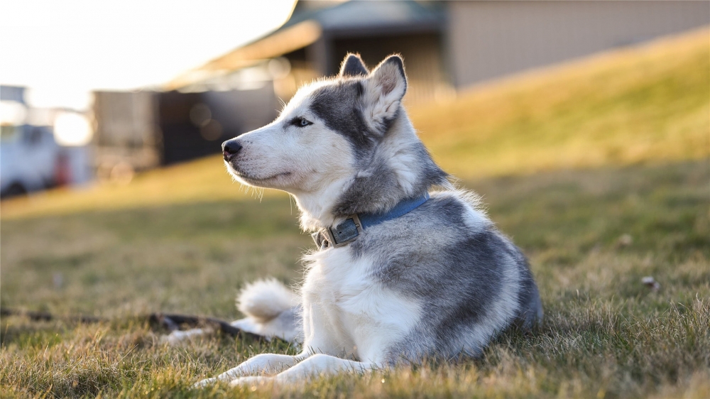 可爱的哈士奇犬高清桌面壁纸