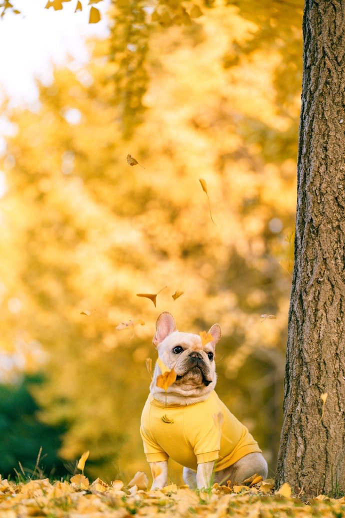 一组乖巧的斗牛犬外景写真图片