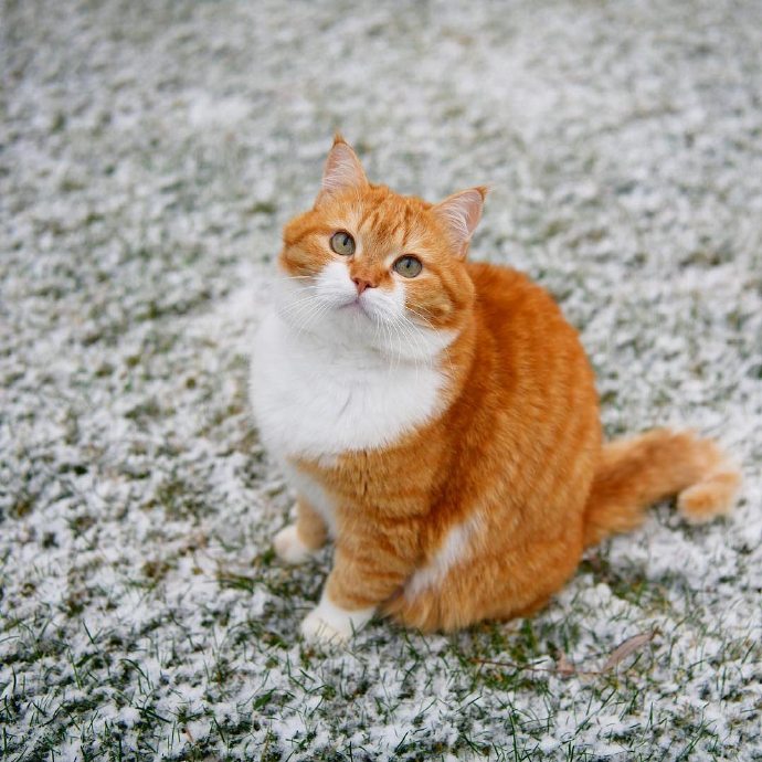 雪地里的神氣大橘