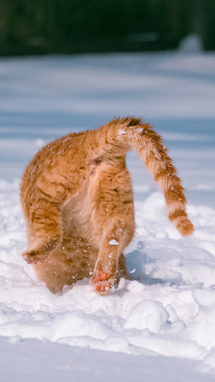 一组橘猫戏雪图片