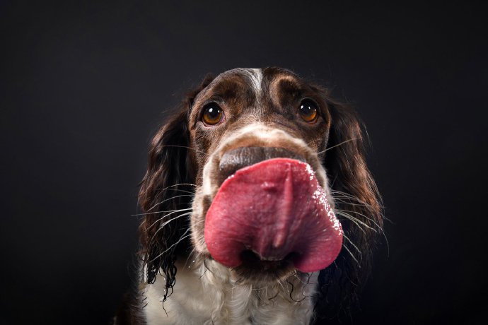 一组乖巧友善的史宾格犬图片