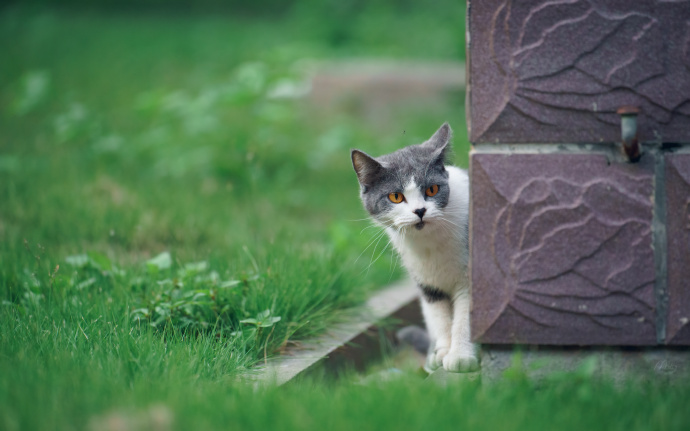 胆小警惕的野外猫咪