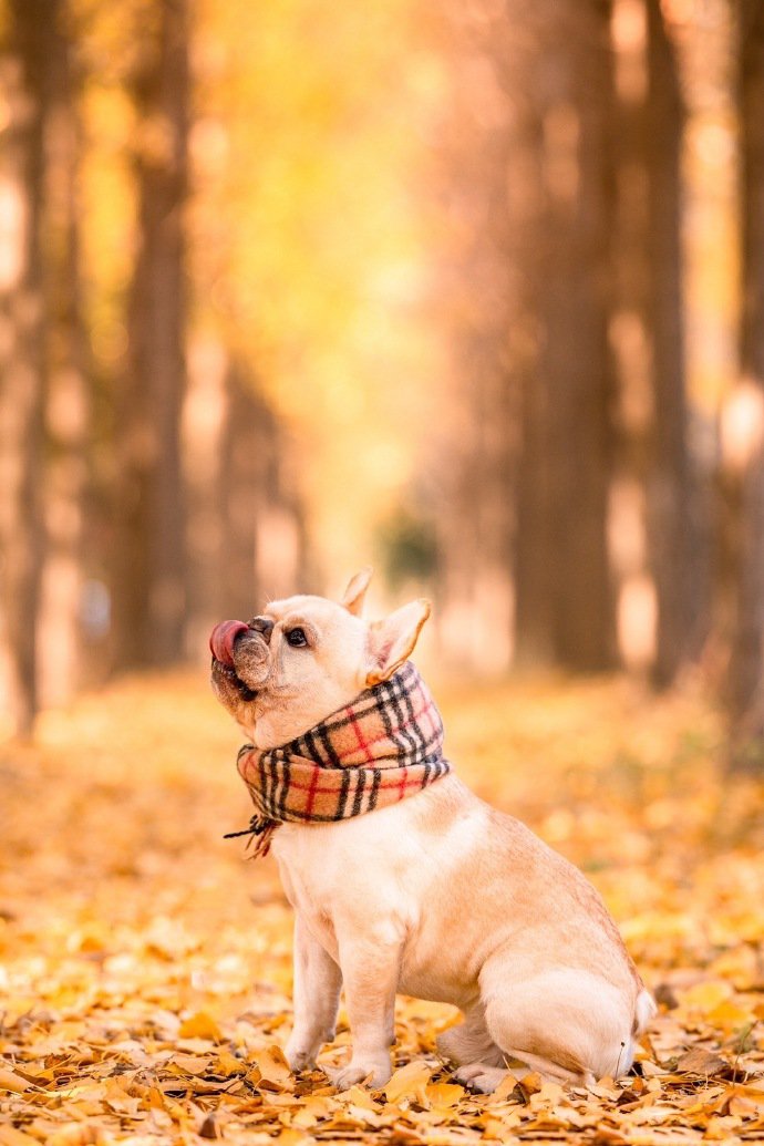 一组乖巧的斗牛犬外景写真图片