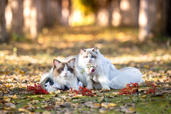 一组幸福甜蜜的布偶猫图片