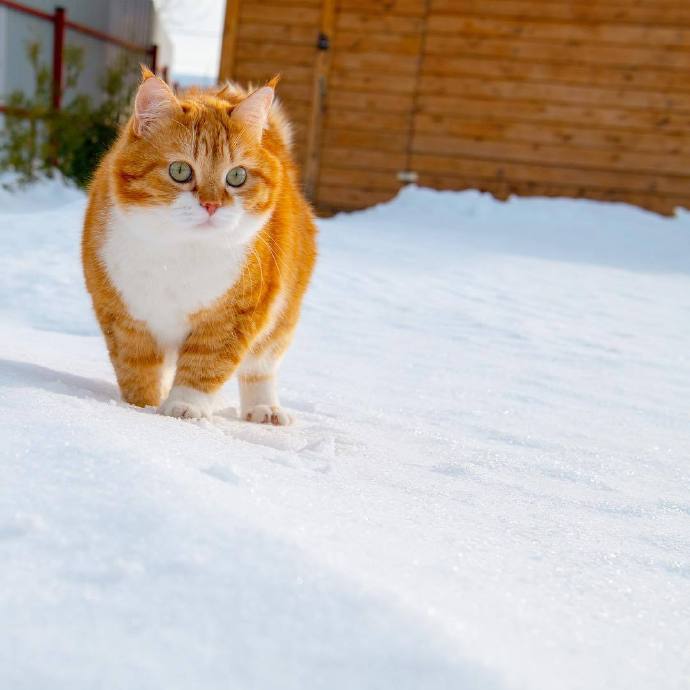 雪地里的神气大橘