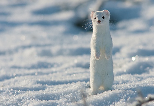 一组雪白雪白的小吃货猫鼬