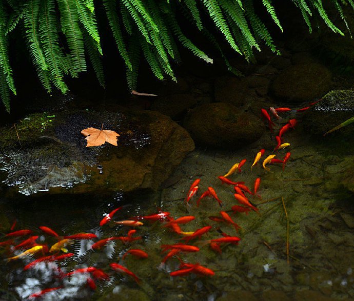 一組小溪游魚圖