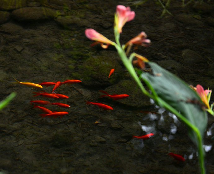 一組小溪游魚(yú)圖