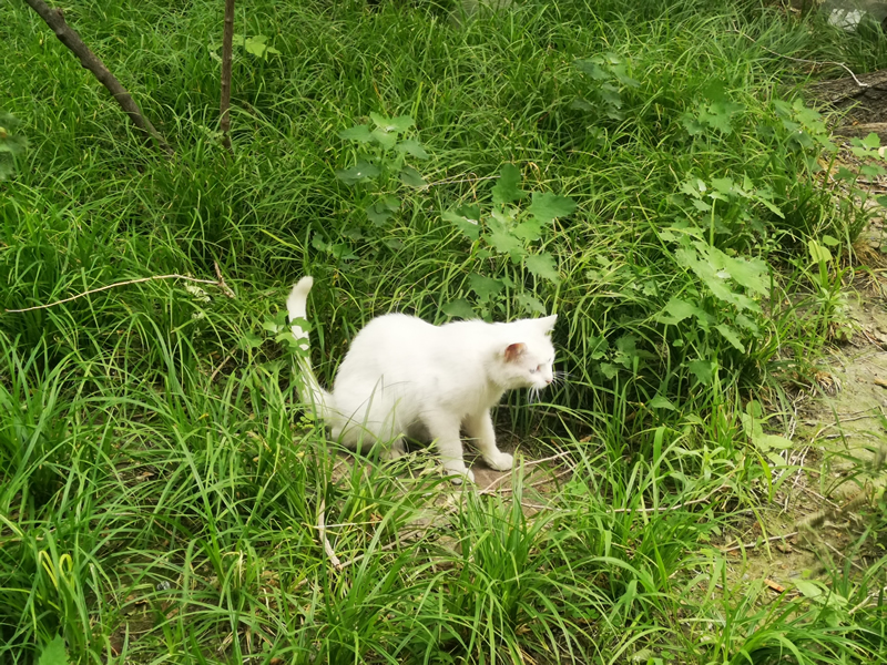 在绿色草丛中极为醒目的白色猫咪图片