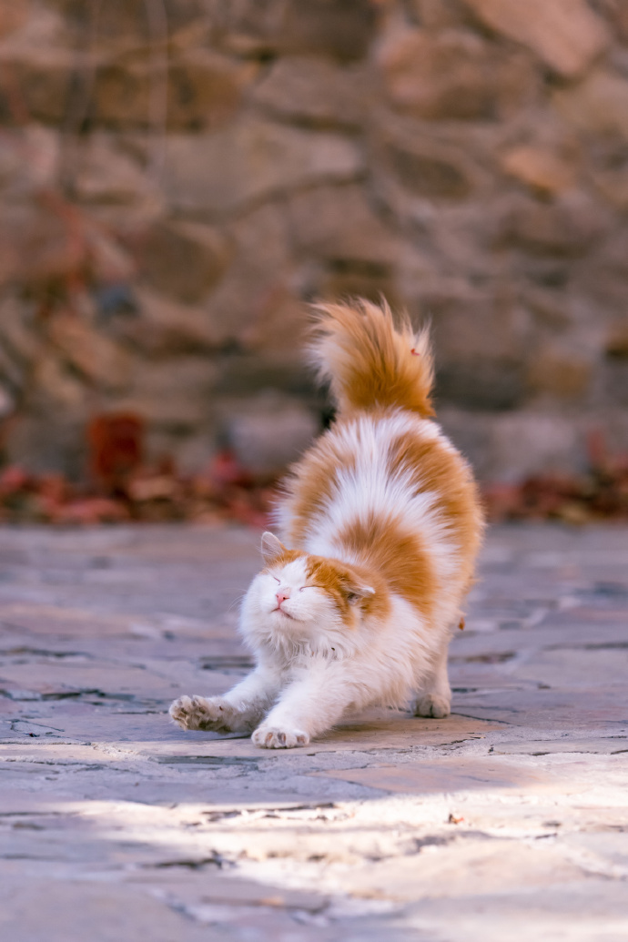 古北水镇深秋里，美猫胖猫皆带橘