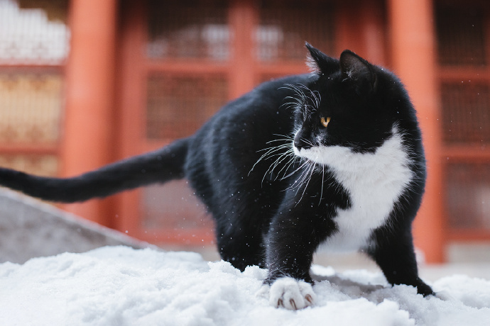 威武霸气的猫咪图片