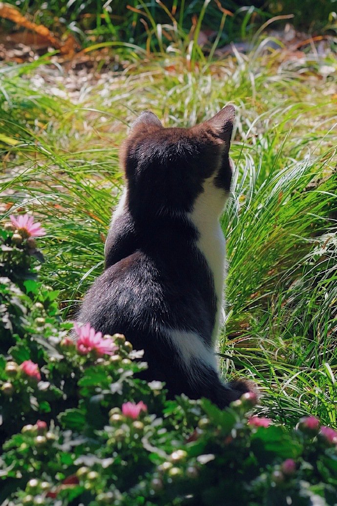 在户外游玩的猫咪图片