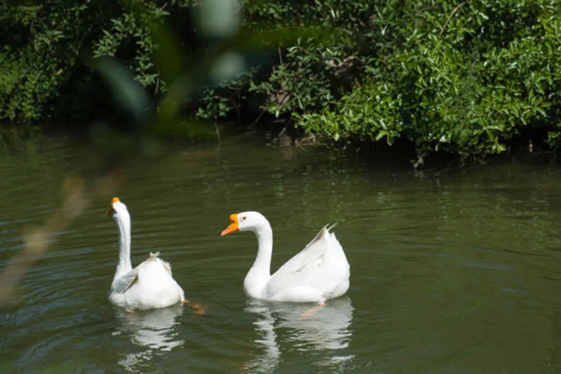 公園里往綠蔭游去想要乘涼的大白鵝圖片