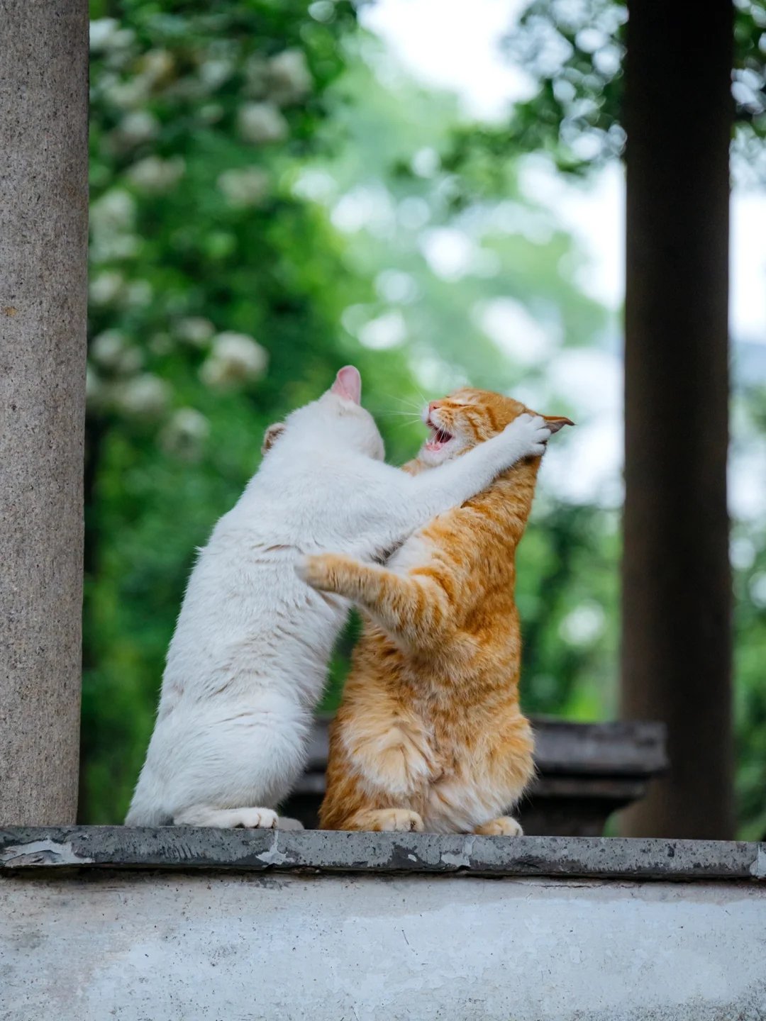 一组从甜蜜到仇恨掐架的猫咪过程图