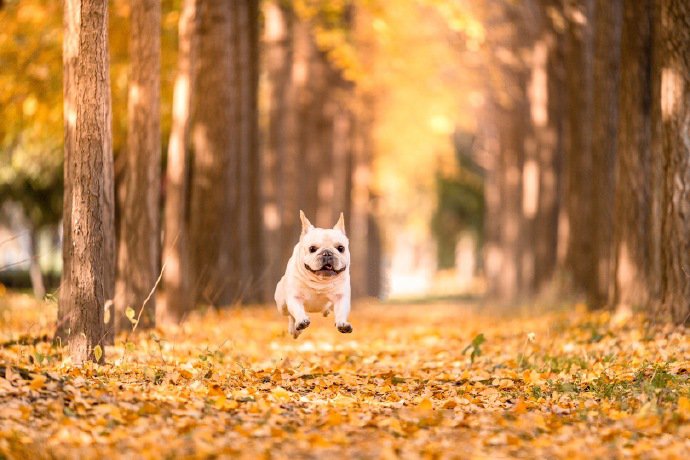 一组乖巧的斗牛犬外景写真图片