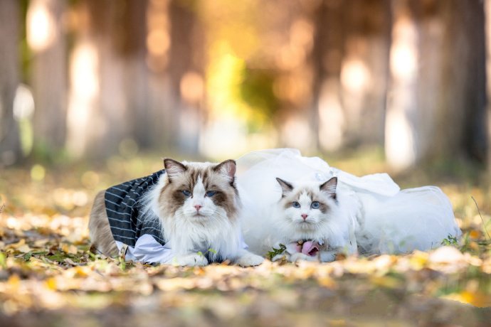 一组幸福甜蜜的布偶猫图片