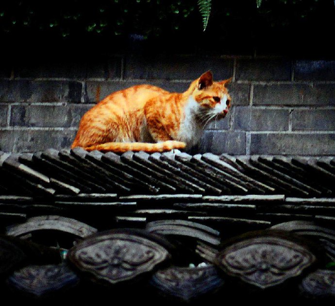 一组野外机警的猫咪图片