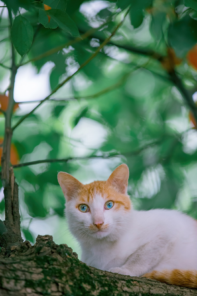 少见的辐射状双瞳双色猫咪图片