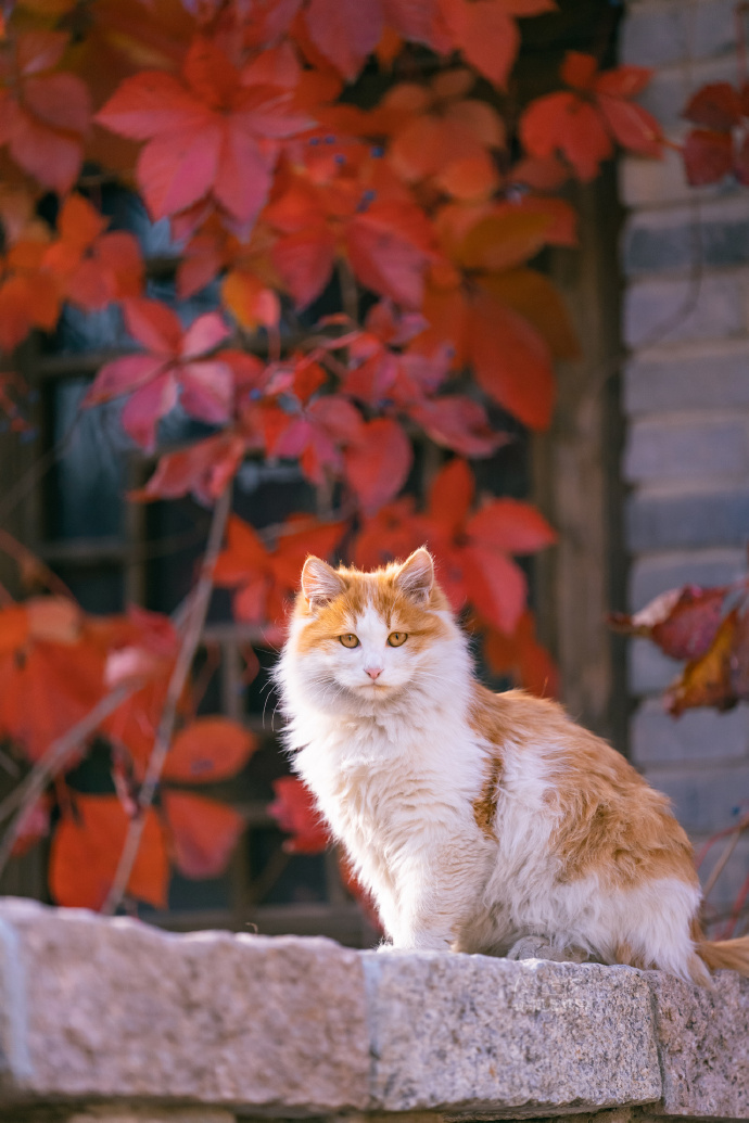 古北水镇深秋里，美猫胖猫皆带橘