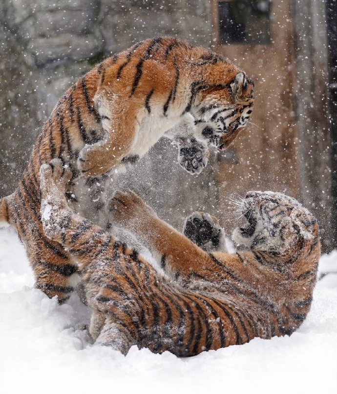 在雪地里打闹的老虎图片